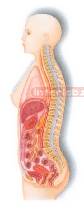 HANGING FEMALE HUMAN AUTONOMIC NERVOUS SYSTEM MODEL